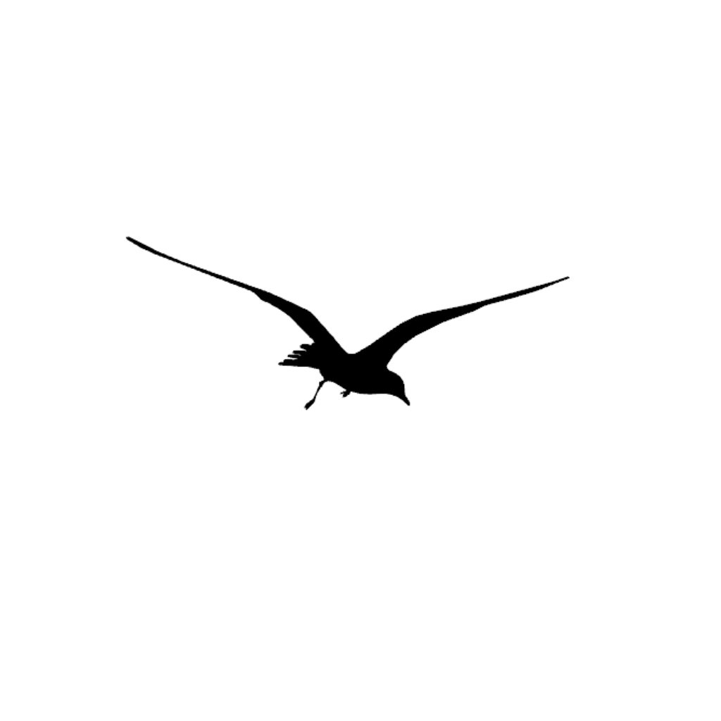 Mouette en vol